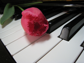 727509   piano  rose.jpg